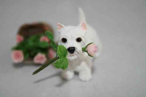 west highland terrier con rosa